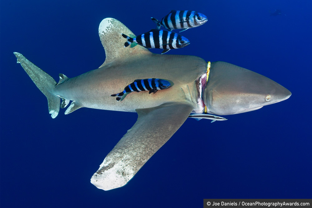 The Winners Of 2020 Ocean Photography Awards