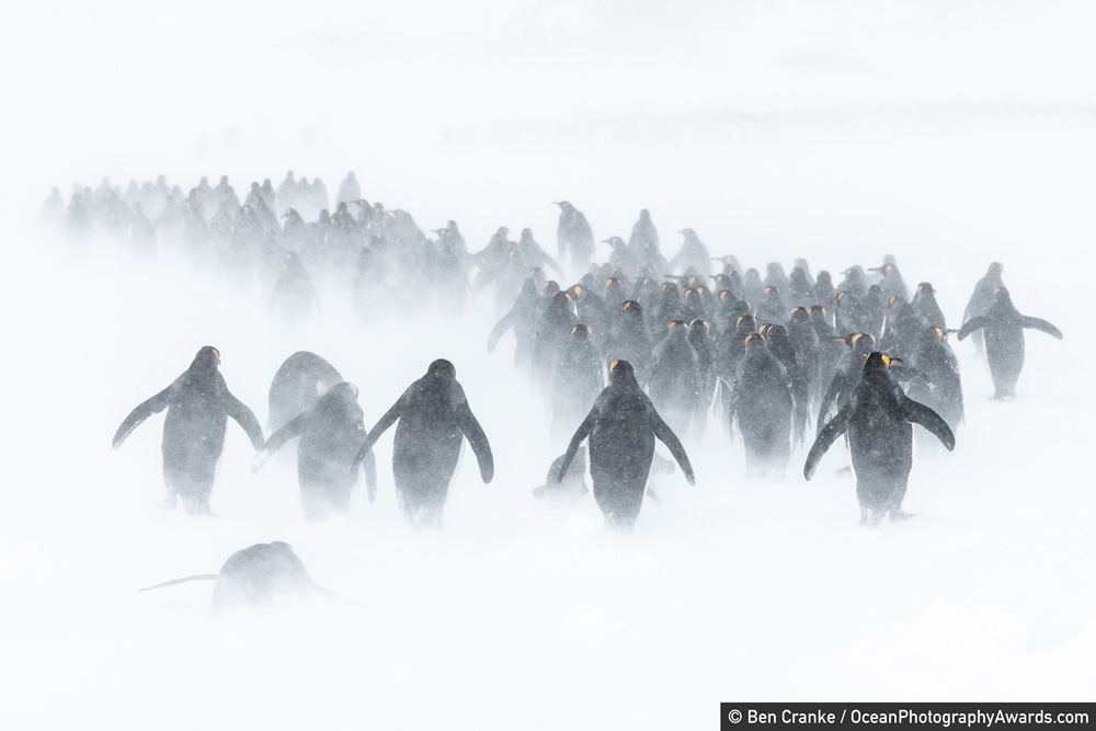 The Winners Of 2020 Ocean Photography Awards