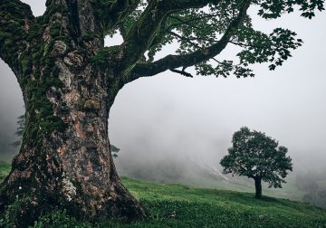 Trees Of The Mountains: From A Journey Through The Swiss Alps By Alexandra Wesche