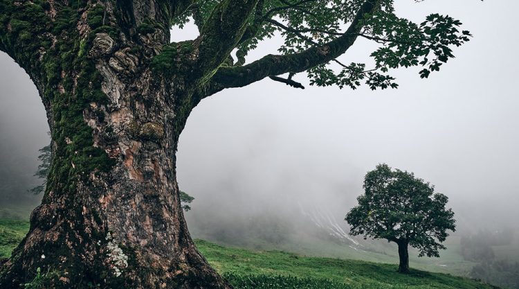 Trees Of The Mountains: From A Journey Through The Swiss Alps By Alexandra Wesche