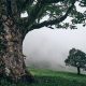 Trees Of The Mountains: From A Journey Through The Swiss Alps By Alexandra Wesche