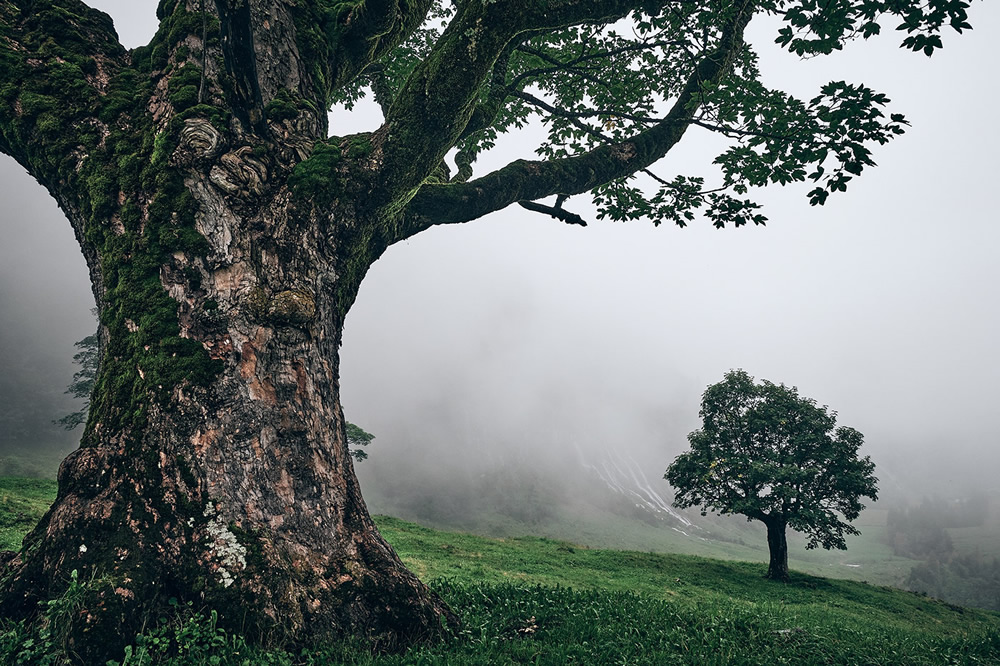 Trees Of The Mountains: From A Journey Through The Swiss Alps By Alexandra Wesche