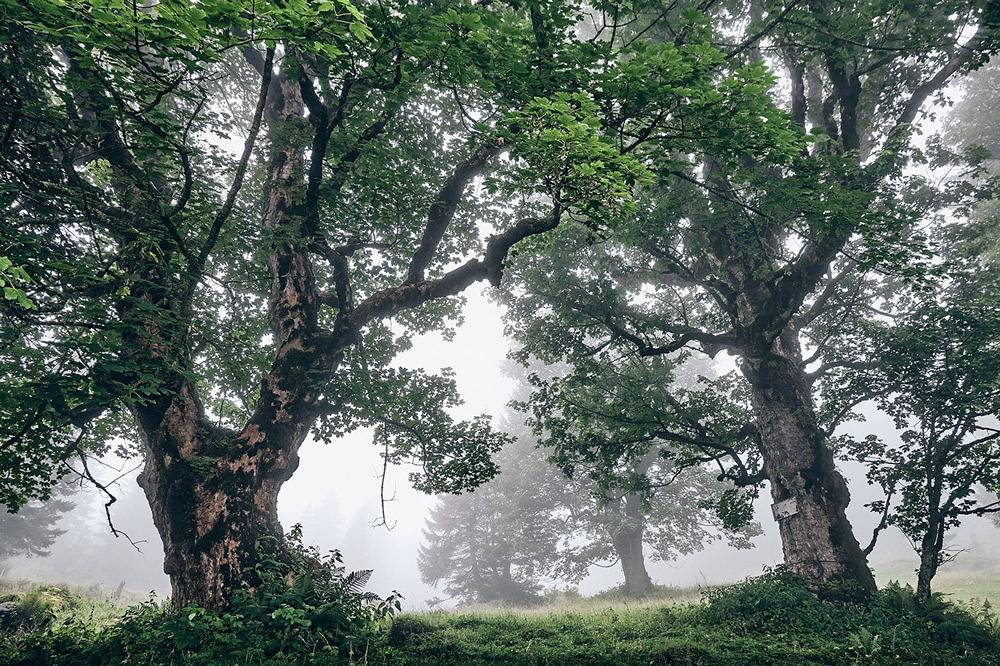 Trees Of The Mountains: From A Journey Through The Swiss Alps By Alexandra Wesche