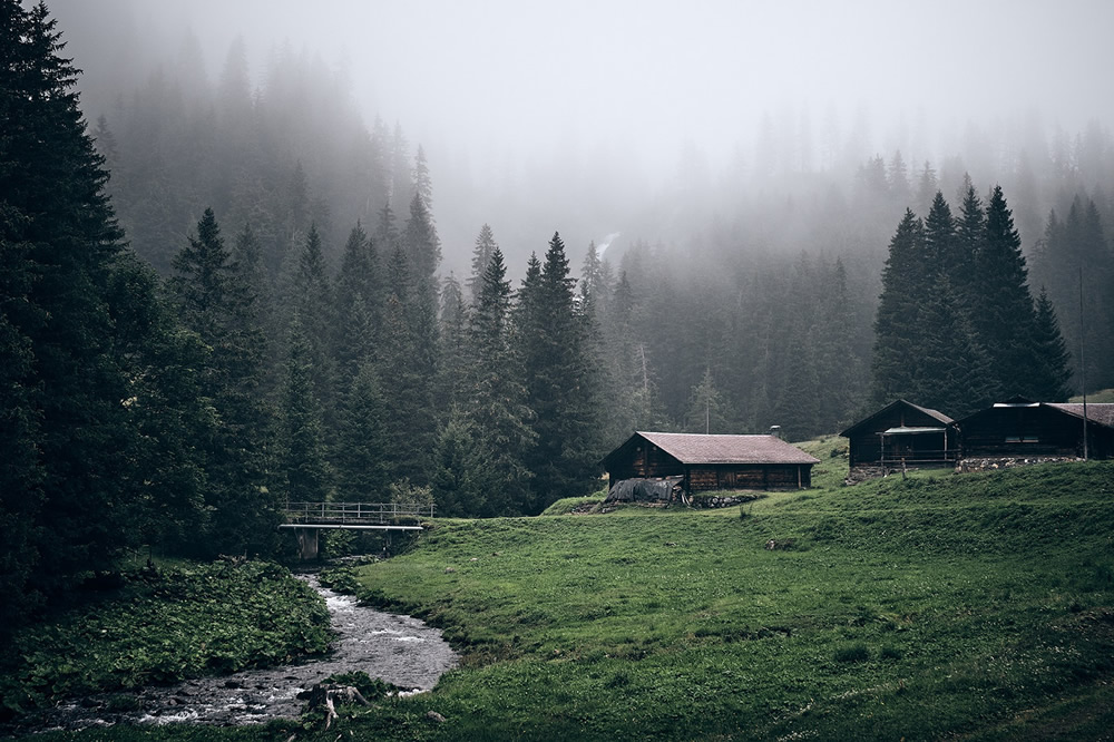 Trees Of The Mountains: From A Journey Through The Swiss Alps By Alexandra Wesche