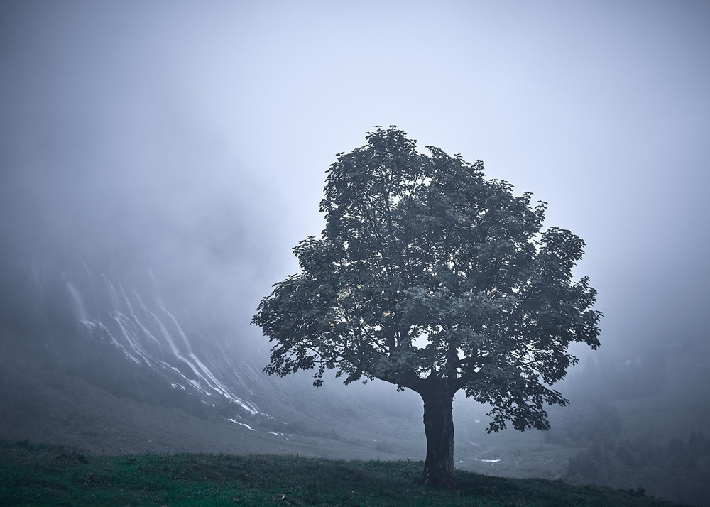 Trees Of The Mountains: From A Journey Through The Swiss Alps By Alexandra Wesche