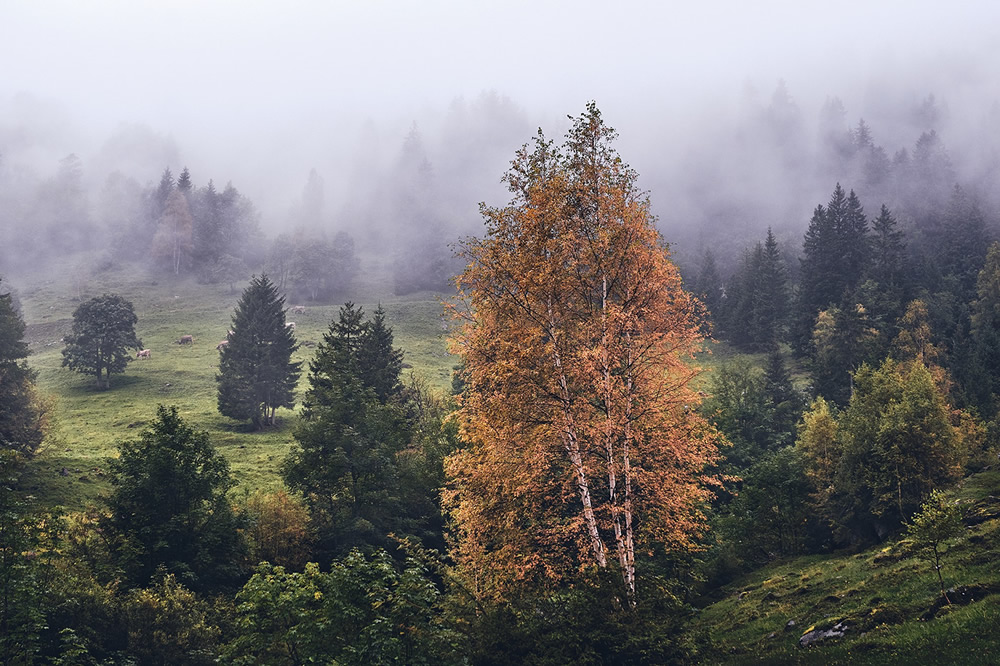 Trees Of The Mountains: From A Journey Through The Swiss Alps By Alexandra Wesche