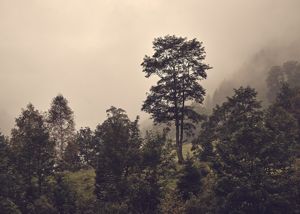 Trees Of The Mountains: From A Journey Through The Swiss Alps By Alexandra Wesche