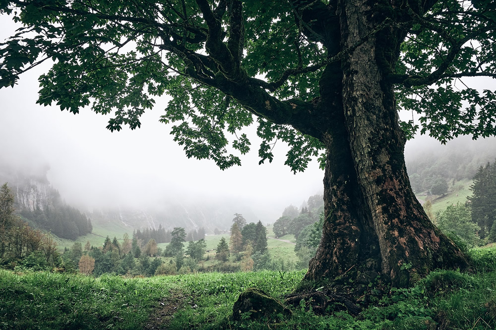 Trees Of The Mountains: From A Journey Through The Swiss Alps By Alexandra Wesche