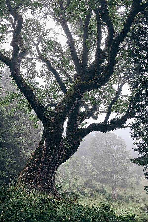 Trees Of The Mountains: From A Journey Through The Swiss Alps By Alexandra Wesche