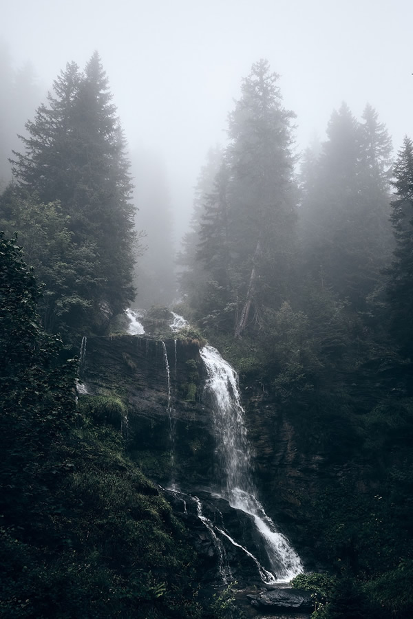 Trees Of The Mountains: From A Journey Through The Swiss Alps By Alexandra Wesche