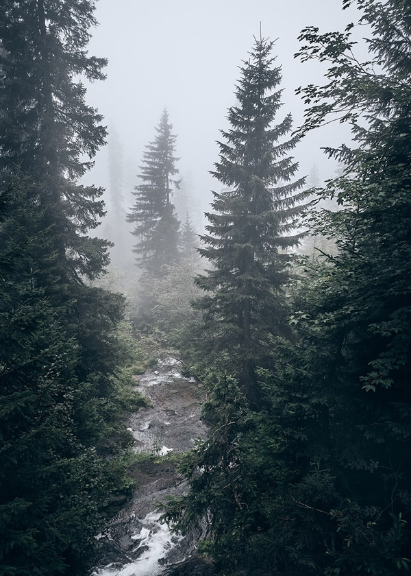 Trees Of The Mountains: From A Journey Through The Swiss Alps By Alexandra Wesche