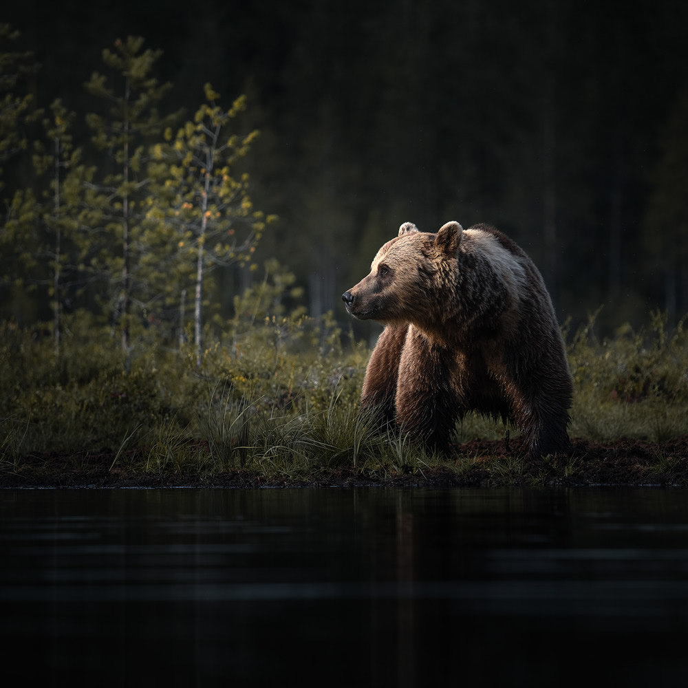 Bears Of Finland: A Photography Series By Christian Hoiberg