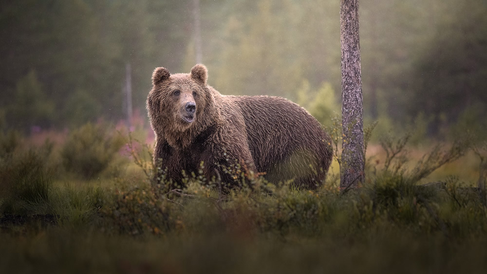 Bears Of Finland: A Photography Series By Christian Hoiberg