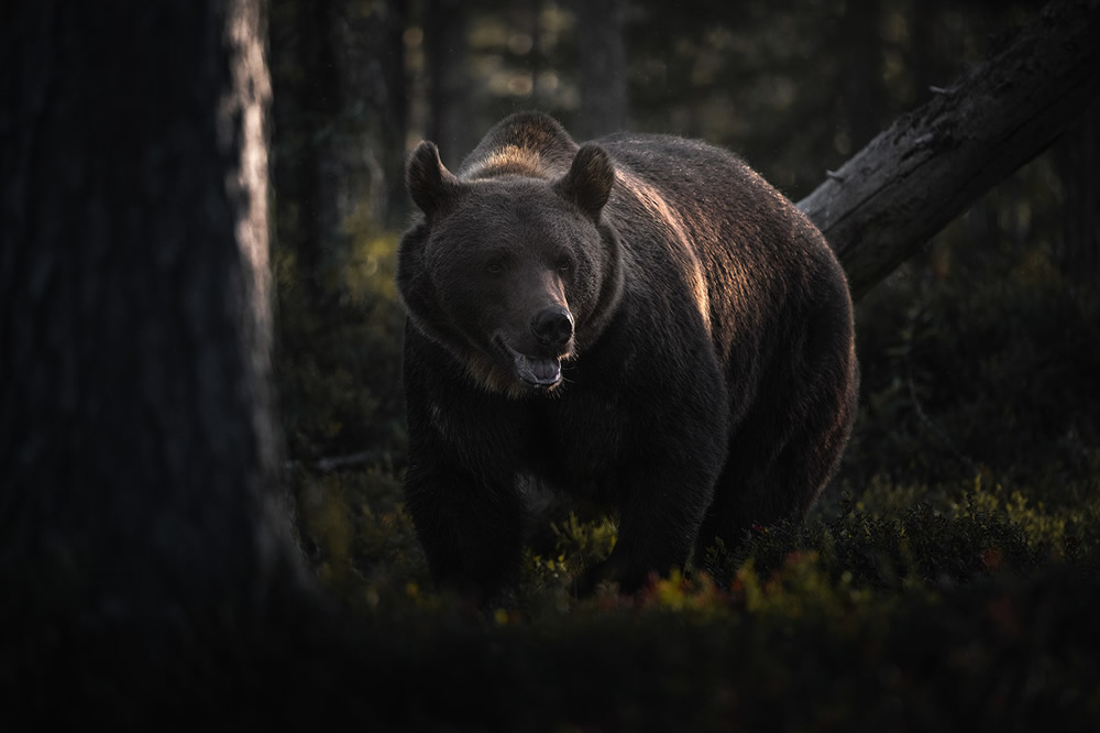 Bears Of Finland: A Photography Series By Christian Hoiberg