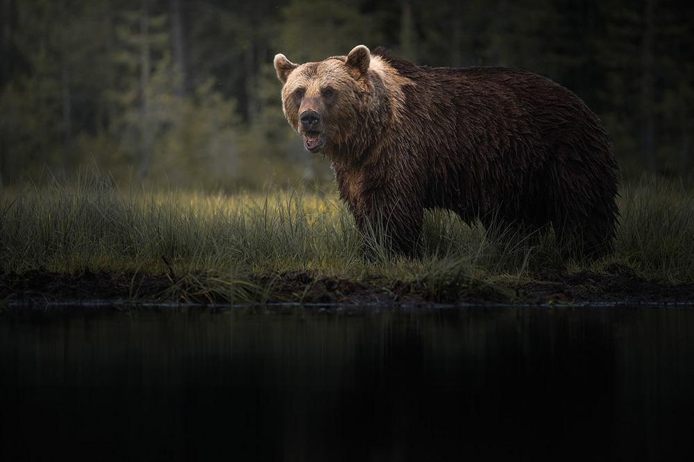 Bears Of Finland: A Photography Series By Christian Hoiberg