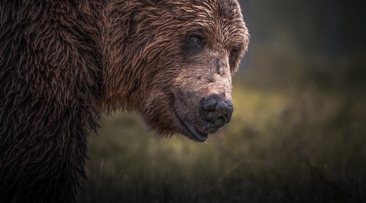 Bears Of Finland: A Photography Series By Christian Hoiberg