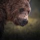 Bears Of Finland: A Photography Series By Christian Hoiberg