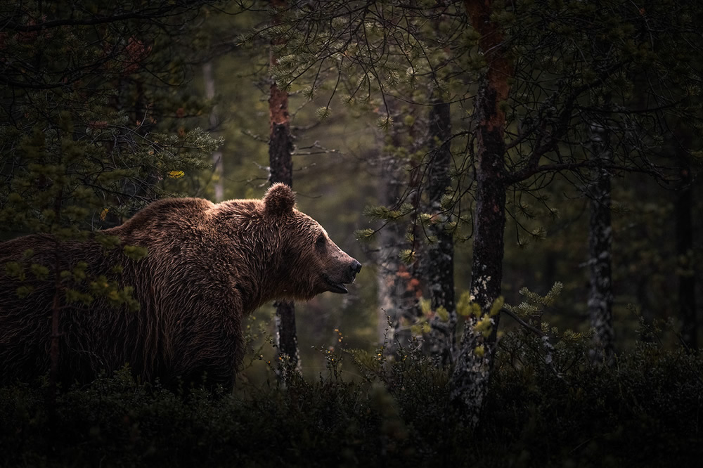 Bears Of Finland: A Photography Series By Christian Hoiberg