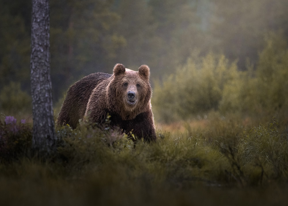 Bears Of Finland: A Photography Series By Christian Hoiberg