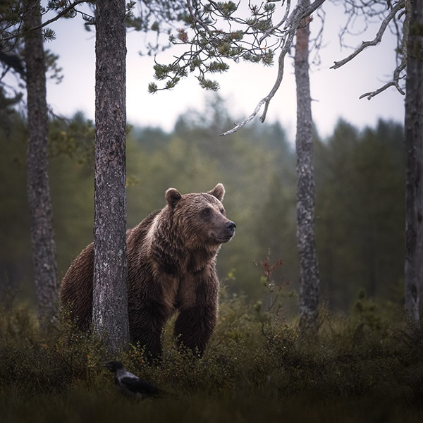 Bears Of Finland: A Photography Series By Christian Hoiberg