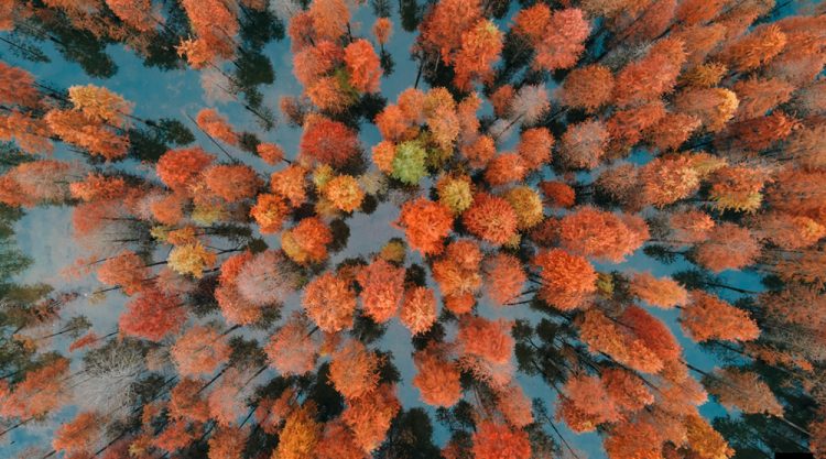 Red Forest: Autumn In Anhui By Florian Delalee