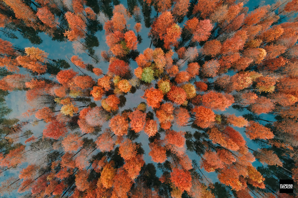 Red Forest: Autumn In Anhui By Florian Delalee