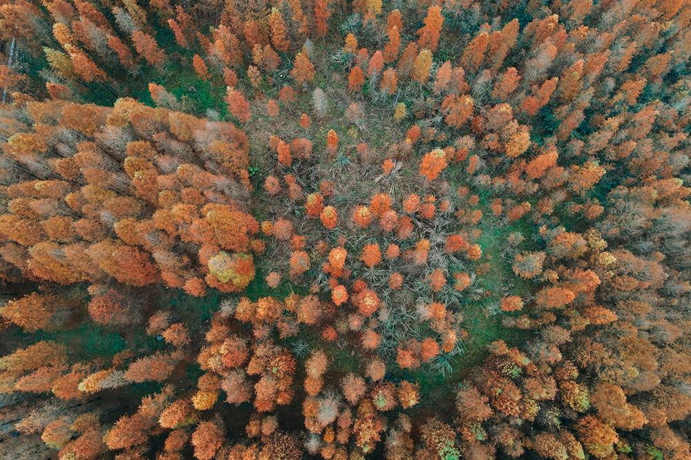 Red Forest: Autumn In Anhui By Florian Delalee