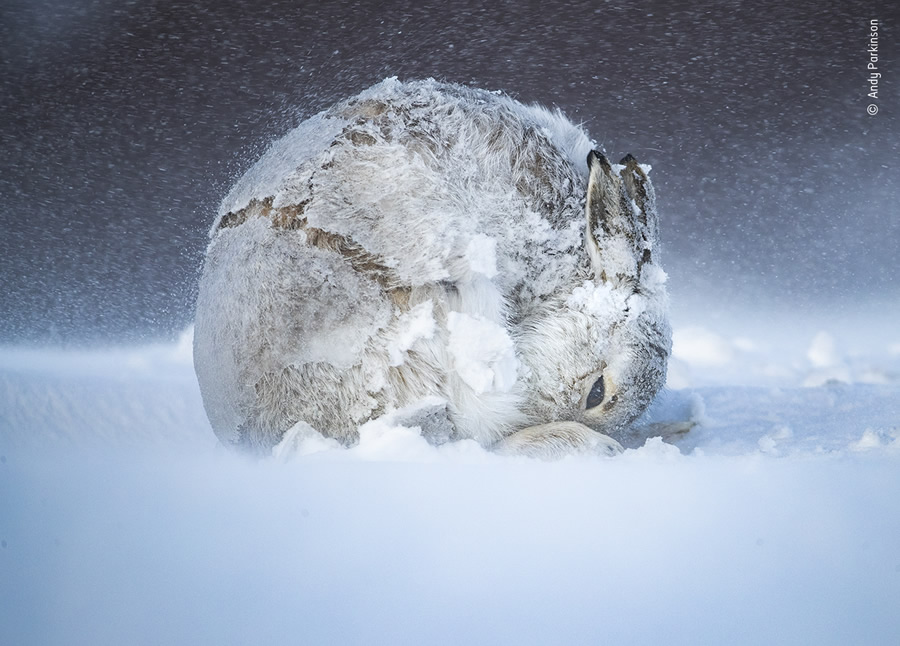 Choose The People's Choice Award For Wildlife Photographer Of The Year