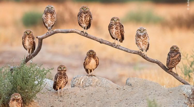 Choose The People's Choice Award For Wildlife Photographer Of The Year