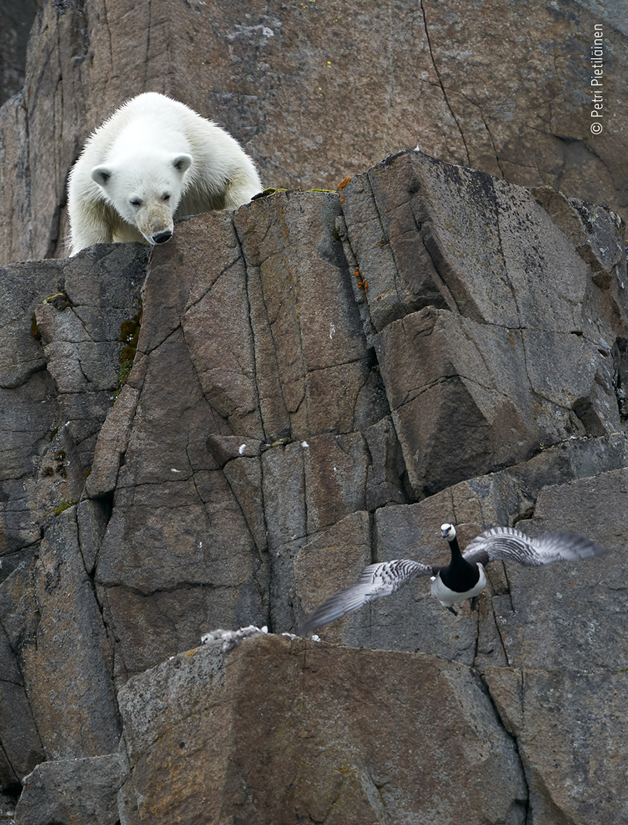 Choose The People's Choice Award For Wildlife Photographer Of The Year