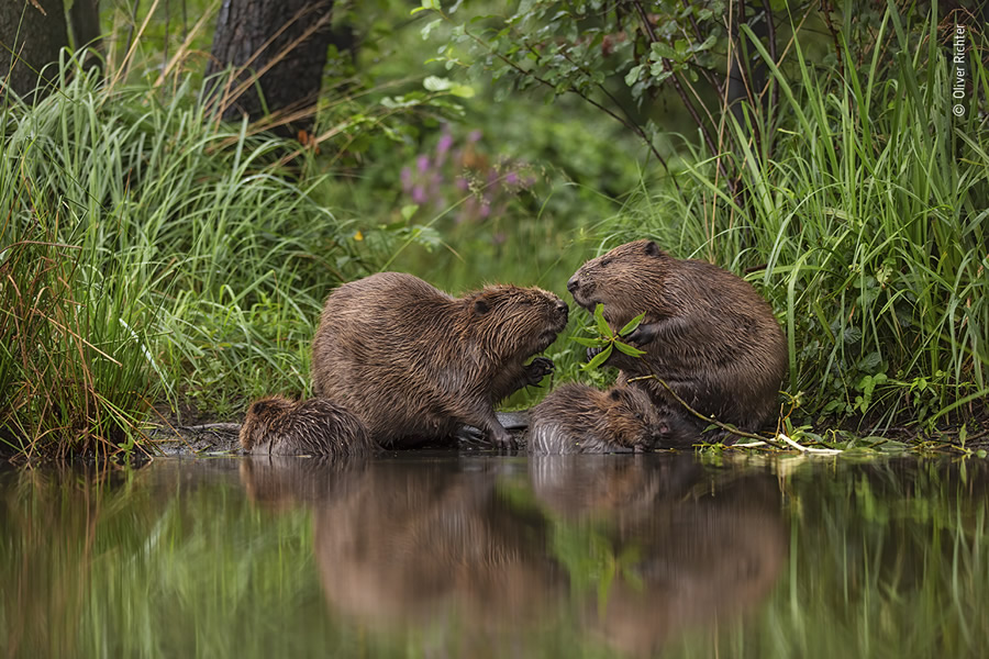 Choose The People's Choice Award For Wildlife Photographer Of The Year