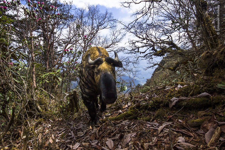 Choose The People's Choice Award For Wildlife Photographer Of The Year