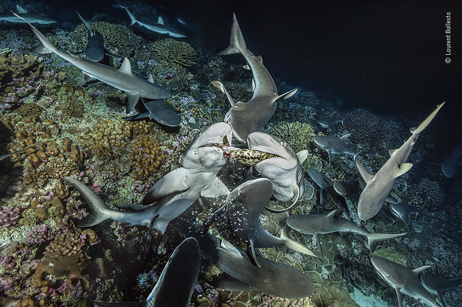 Choose The People's Choice Award For Wildlife Photographer Of The Year