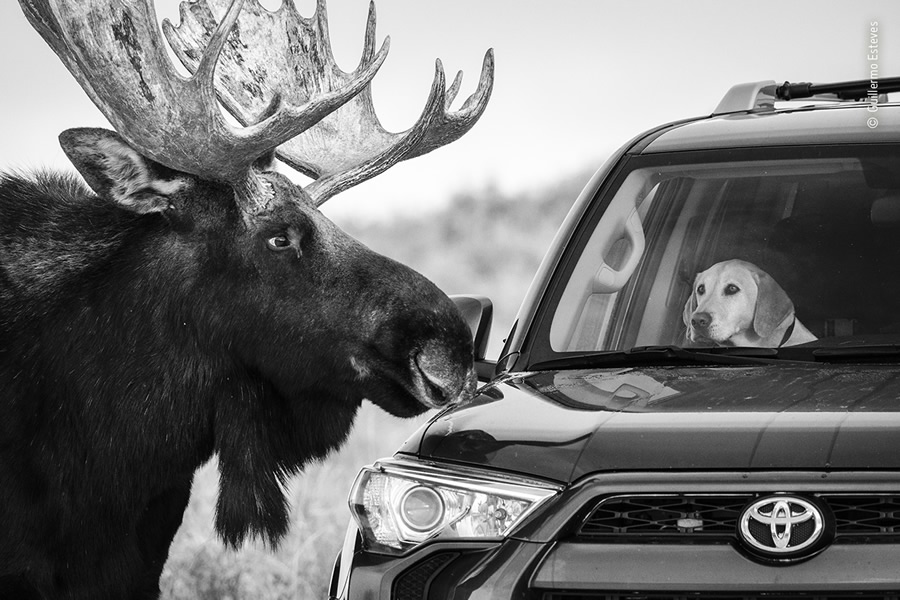 Choose The People's Choice Award For Wildlife Photographer Of The Year