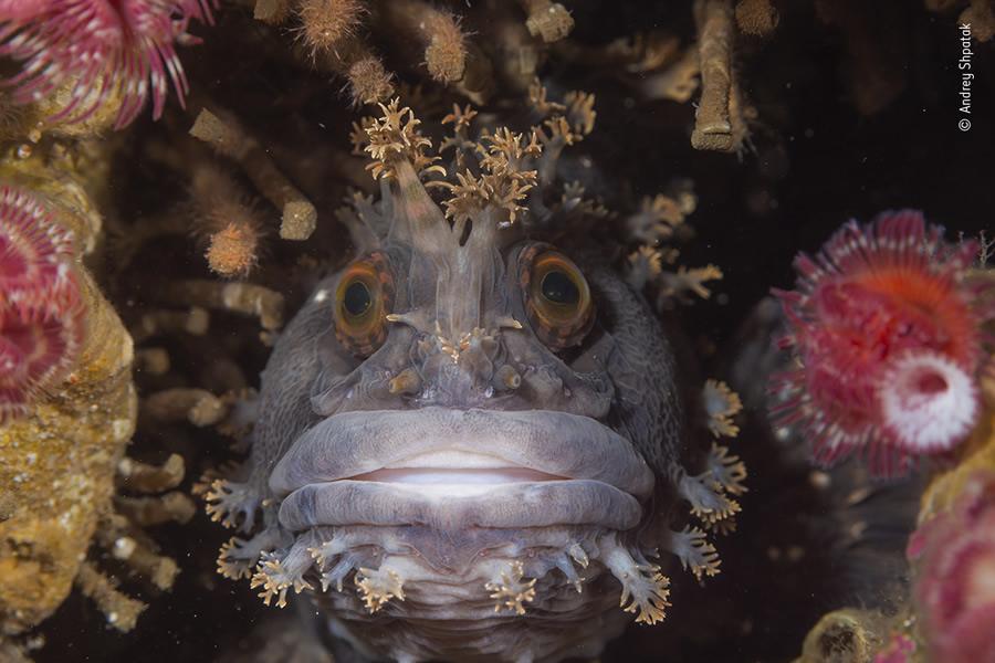 Choose The People's Choice Award For Wildlife Photographer Of The Year