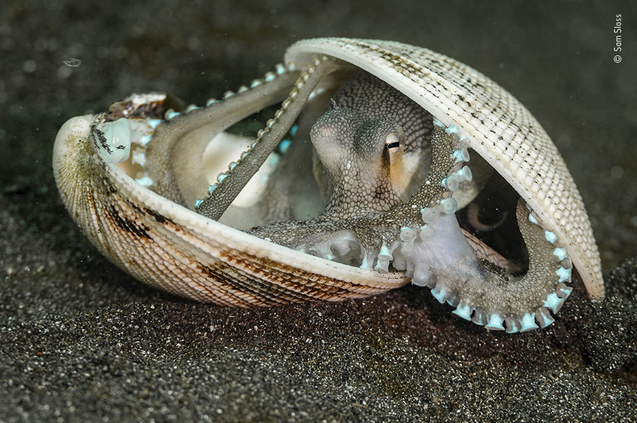 Choose The People's Choice Award For Wildlife Photographer Of The Year