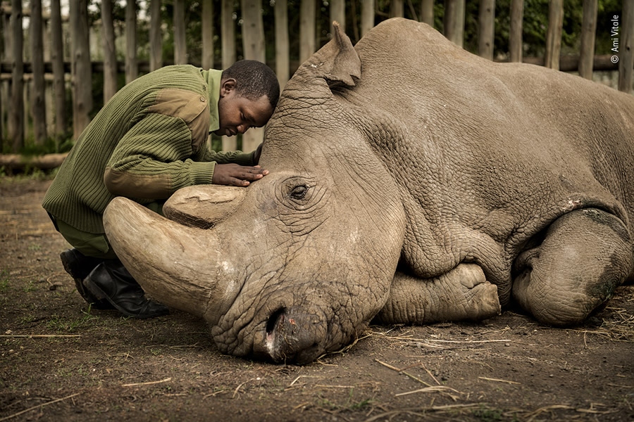 Choose The People's Choice Award For Wildlife Photographer Of The Year