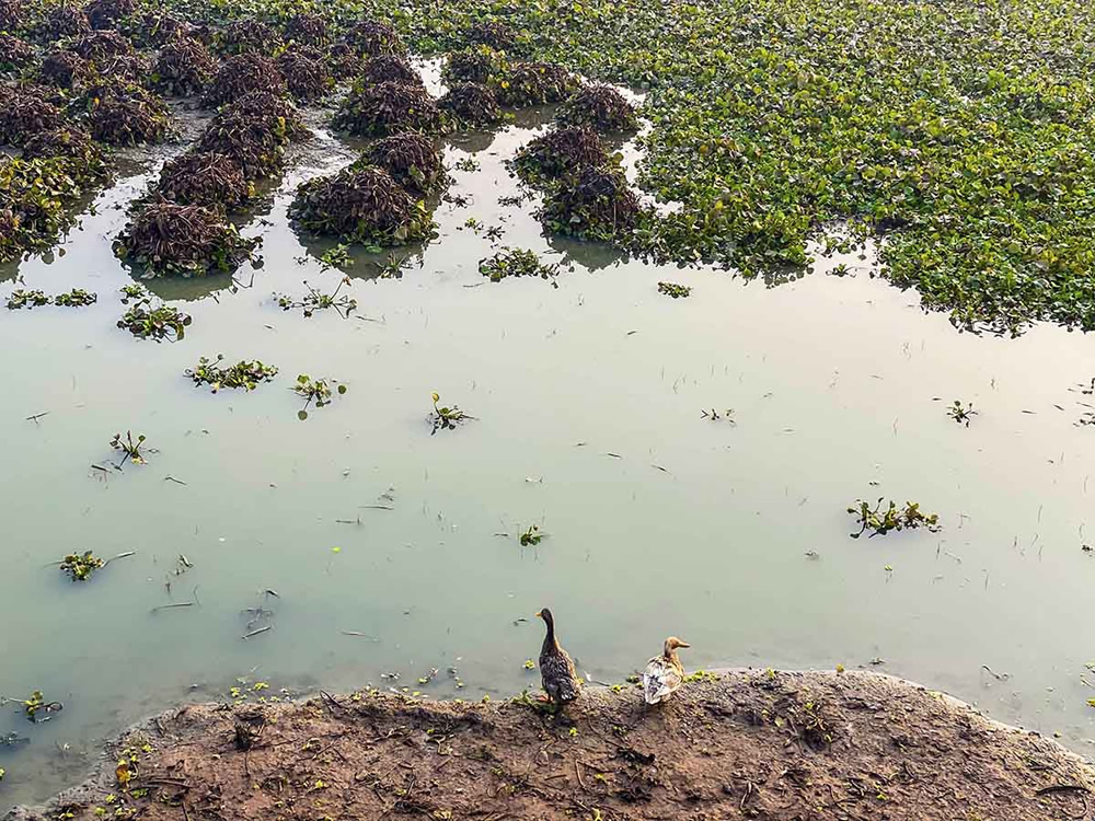 Winter Life In Villages Of Bangladesh By Md. Sharif Uddin