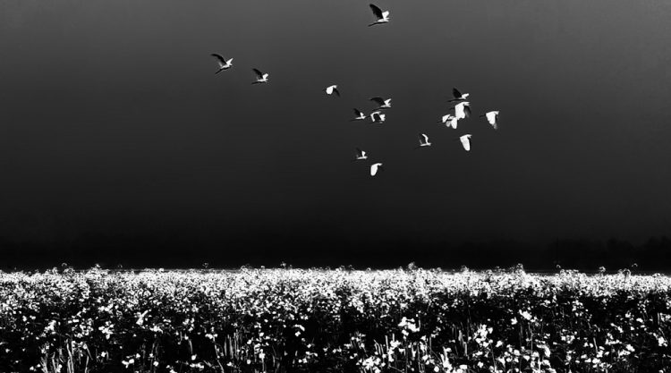 Life Around The Mustard Field By Md. Mahatur Rahman