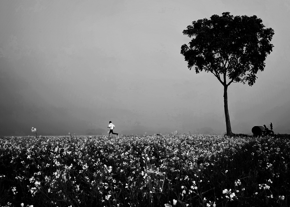 Life Around The Mustard Field By Md. Mahatur Rahman