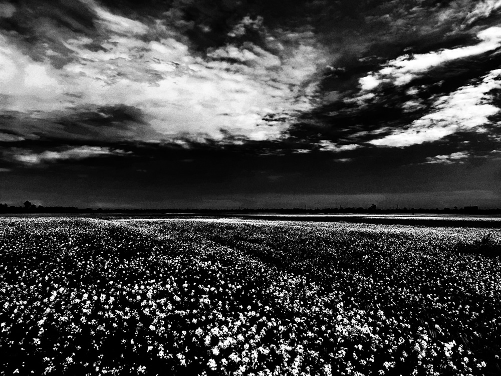 Life Around The Mustard Field By Md. Mahatur Rahman