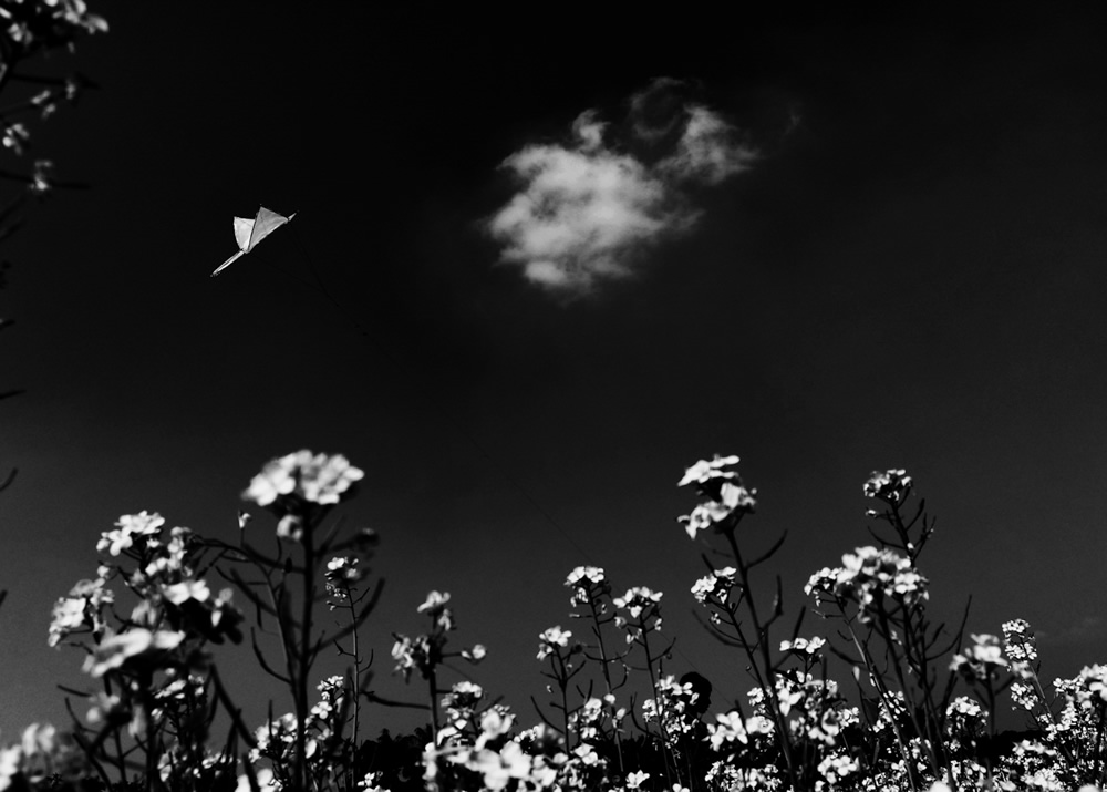 Life Around The Mustard Field By Md. Mahatur Rahman