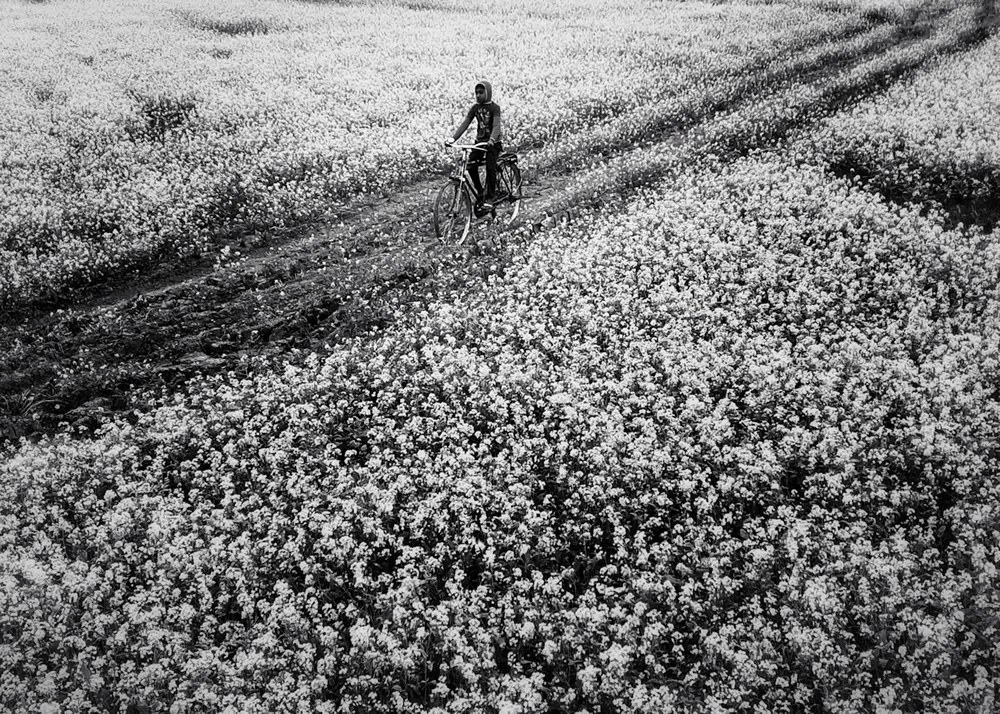 Life Around The Mustard Field By Md. Mahatur Rahman