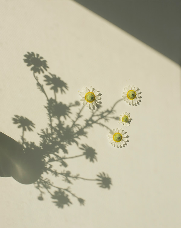 The Bright Shadow: Soulful Series By Marietta Varga