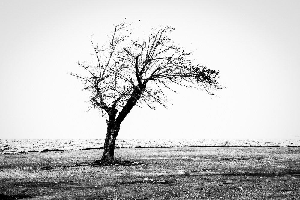 The Road Of Trees: Beautiful Photo Series By Antonis Giakoumakis