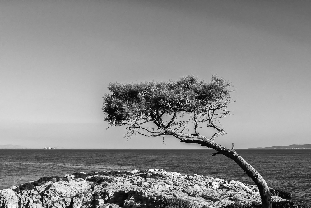 The Road Of Trees: Beautiful Photo Series By Antonis Giakoumakis