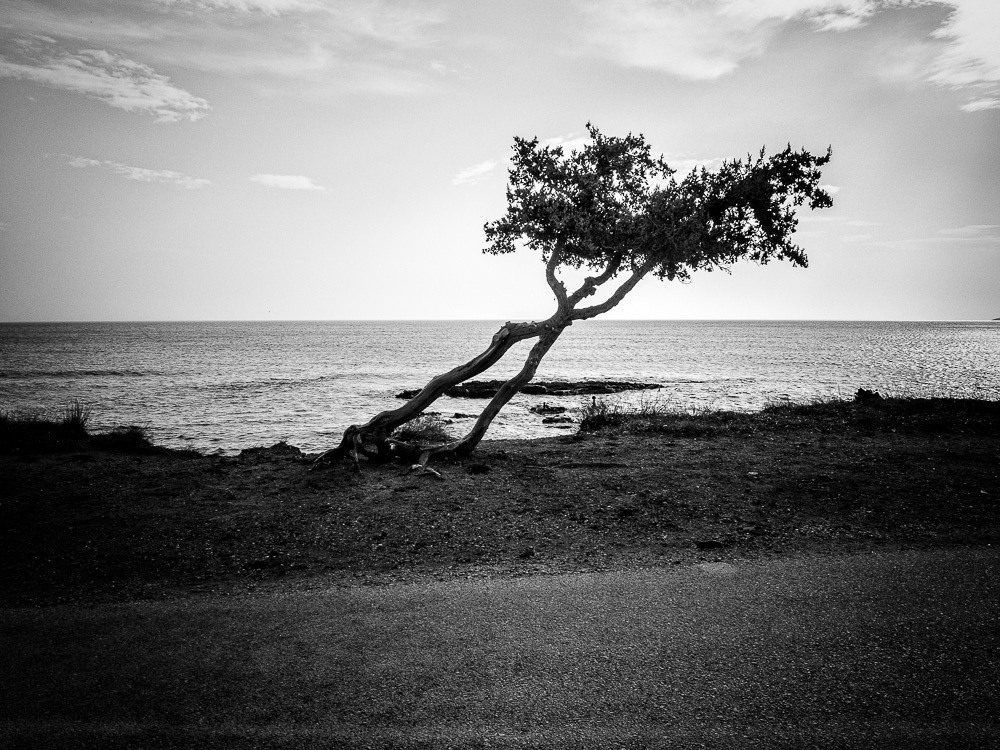 The Road Of Trees: Beautiful Photo Series By Antonis Giakoumakis