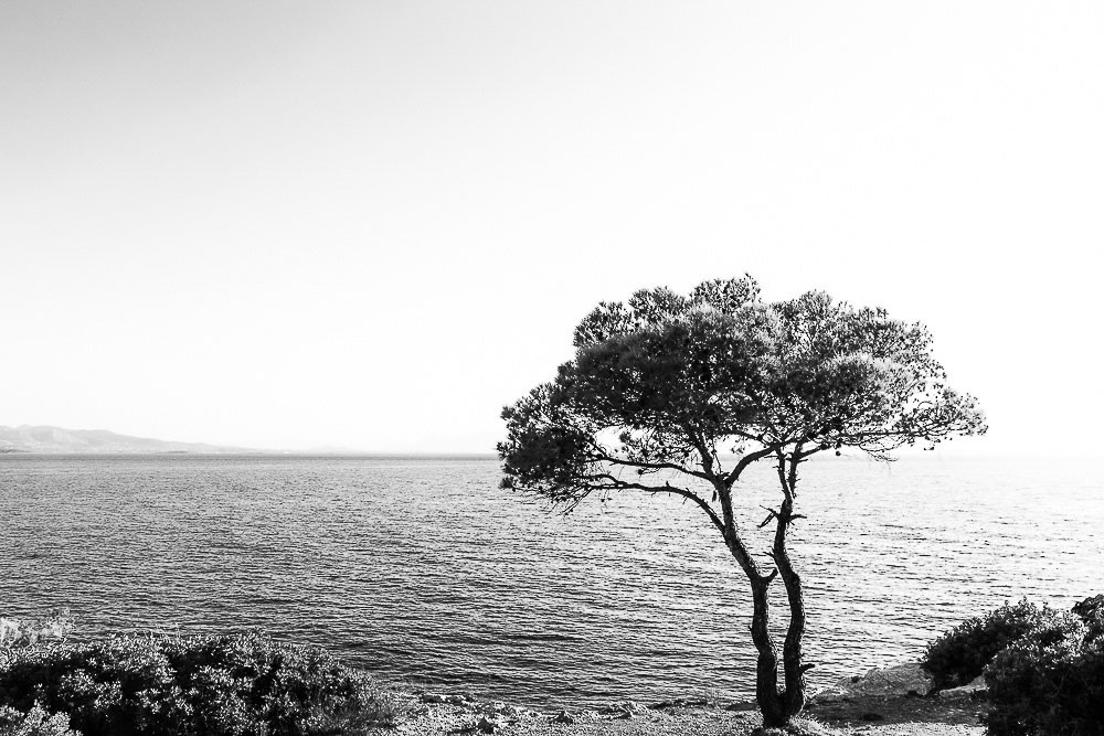 The Road Of Trees: Beautiful Photo Series By Antonis Giakoumakis