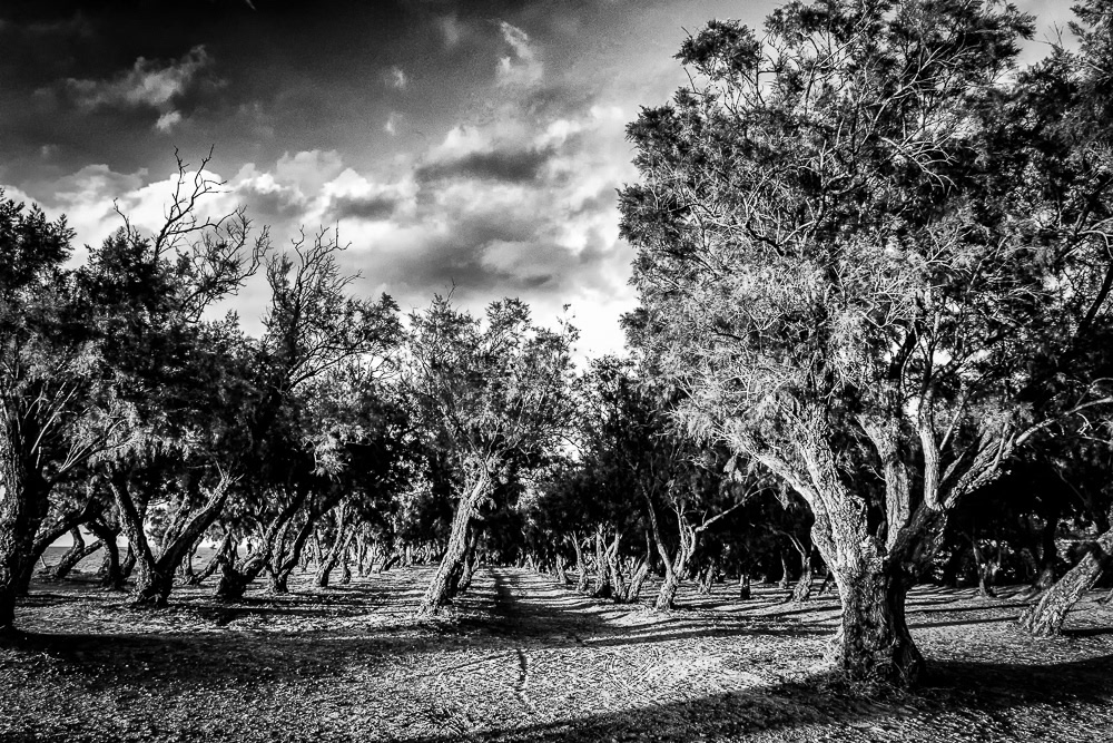 The Road Of Trees: Beautiful Photo Series By Antonis Giakoumakis