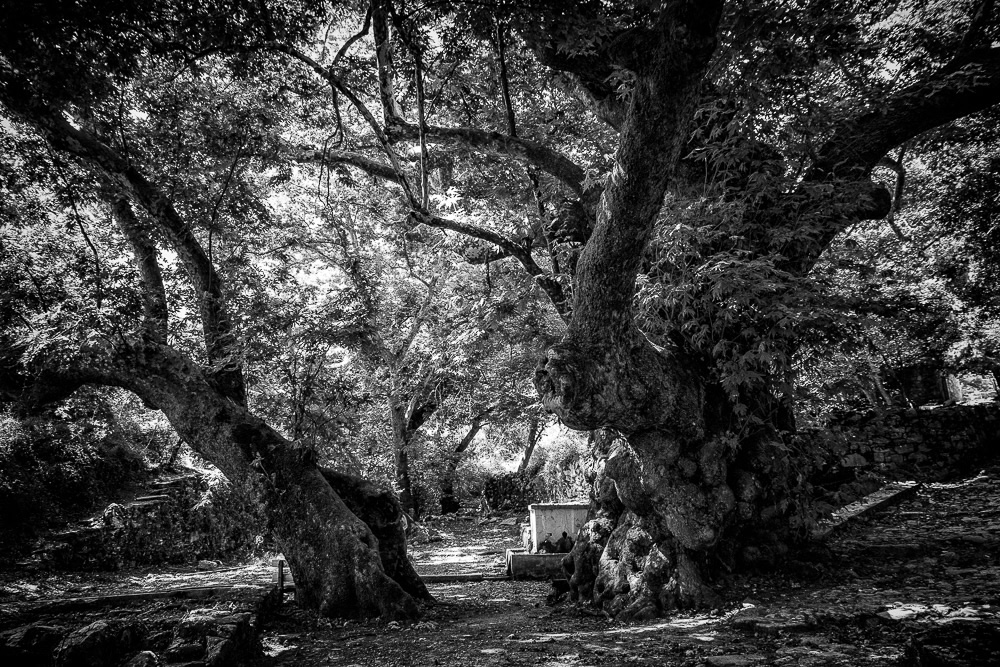 The Road Of Trees: Beautiful Photo Series By Antonis Giakoumakis